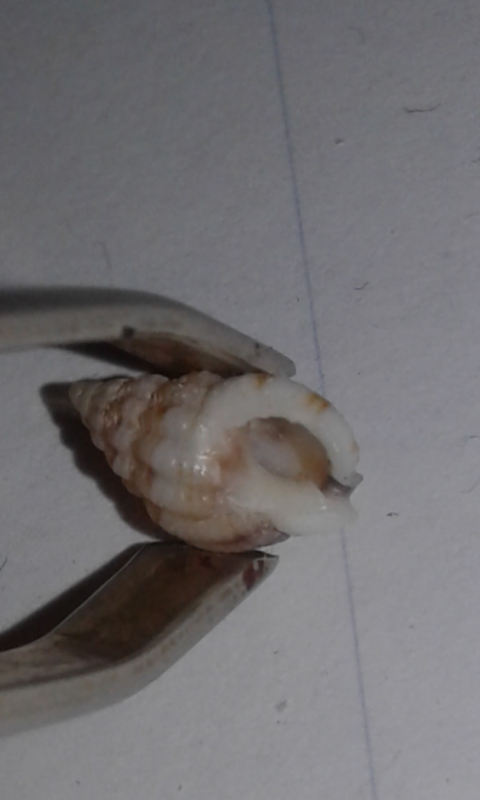 Nassariidae : Nassarius da ID